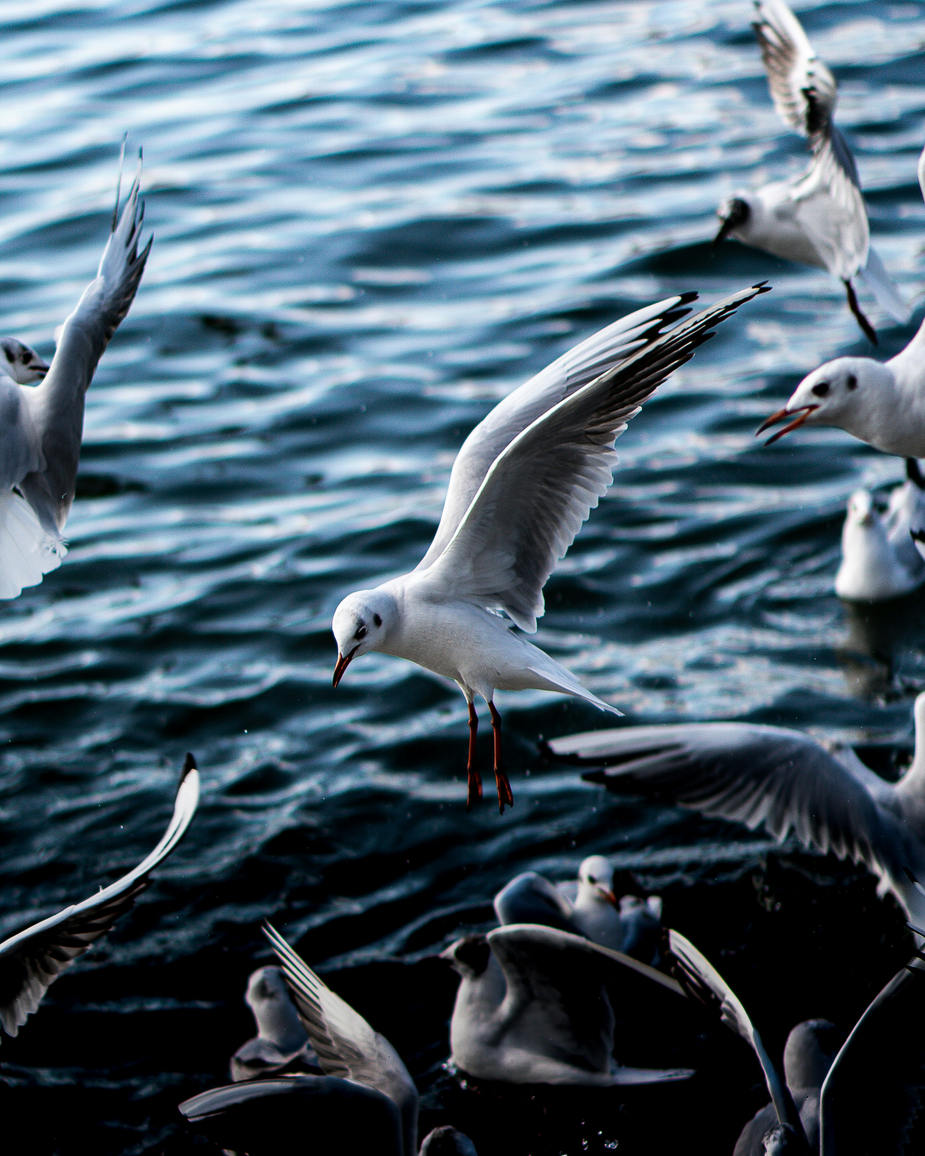 white and black bird flying over the sea during daytime